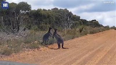 بالفيديو والصور.. قتال كنغرين يوقف حركة المرور بأستراليا