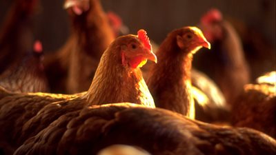 الدواجن البلدية تسجل 20 جنيها في الدقهلية