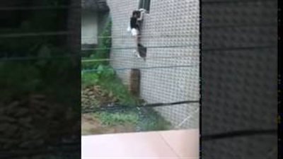 بالفيديو.. سقوط مؤلم لفتاة حاولت التسلل لمقابلة ابن الجيران