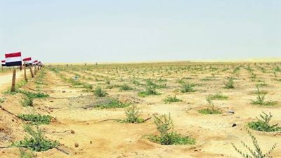 10 شروط للمشاركة في مزاد هيئة التعمير لبيع أراض بشمال سيناء