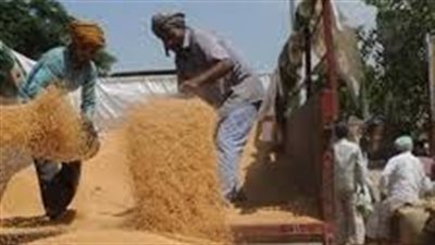 500 جنيه تكلفة طحن طن القمح من أول أغسطس المقبل