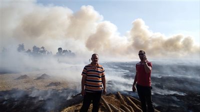 تحرير 957 محضر حرق قش أرز في الدقهلية