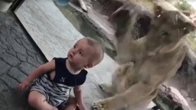 بالفيديو والصور.. رد فعل غريب لطفل هاجمه أسد