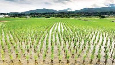 «الري» ترخص زراعة 704537 فدان أرز في 6 محافظات