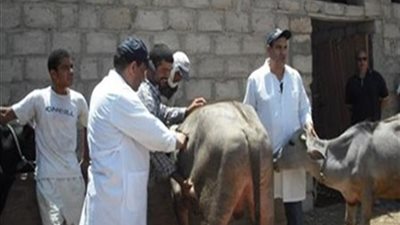 تحصين 19 ألفا و619 رأس ماشية خلال أسبوع بالشرقية