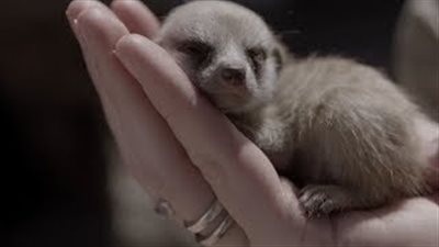 بالفيديو والصور.. 3 توائم من «الميركات» يستكشفون حديقة حيوان