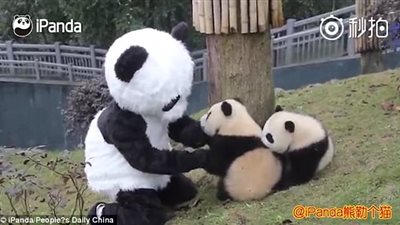 بالفيديو والصور.. حارس يرتدي زي الباندا لتأهيل الصغار للحياة البرية