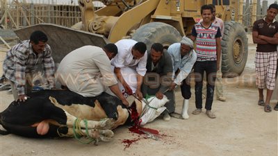 ذبح عجل احتفالا بزيارة وزير الاتصالات بالمنطقة التكنولوجية بأسيوط