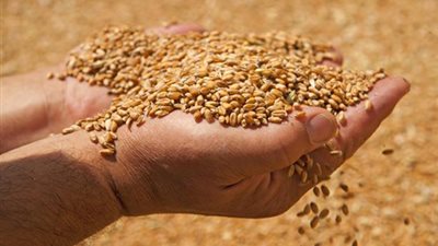 مخاطر القمح المصاب بالإرجوت في مائدة مستديرة.. يسبب الشلل الدائم أو الوفاة.. يوسف: السماح بنسبة 05% «كارثة».. نادية هنري تطالب السيسي بالتدخل لوقف الاستيراد.. ومحاسبة وزراء الزراعة والصحة وا