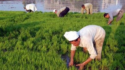 3 قرارات بالجريدة الرسمية.. أبرزها تحديد حصص زراعة الأرز