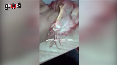 بالفيديو.. العثور على دجاجة بثلاثة أرجل في «الخانكة»