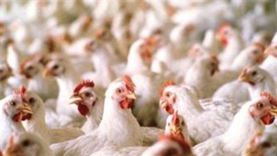 23 جنيها سعر كيلو الدواجن بالأسواق.. الأكثر قراءة في «أخبار فيتو»