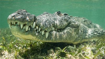 بالصور.. لقطات ترصد حياة التماسيح الأمريكية عن قرب
