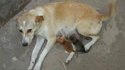 بالصورة.. كلبة ترضع صغار قطة تشعل «فيس بوك»