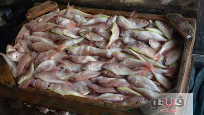 بالصور.. 12 جنيها سعر كيلو الأسماك بالغردقة