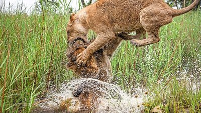 بالصور.. نهاية غير متوقعة لمعركة بين أسدين