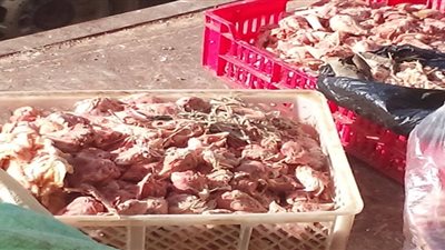 ضبط ٦ أطنان دواجن فاسدة داخل مجزر في شبرا الخيمة