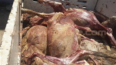 إحالة جزاري الحمير لمحاكمة عاجلة...وغدا أولى الجلسات