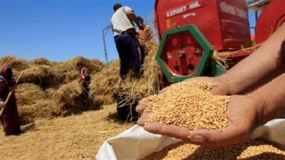 اليوم.. انتهاء موسم توريد القمح