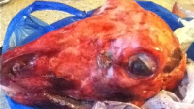 بالصور.. شركاء السكن يثيرون غضب زملائهم بتصرفات محرجة