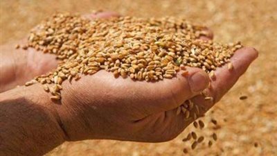 «التموين»: توريد مليون و828 ألف طن قمح محلي