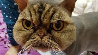 بالصور.. خطأ حلاقة يحول قطا مشعرا إلى أصلع