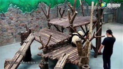 بالفيديو والصور.. عمال يعتدون على صغار الباندا بوحشية