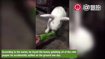 بالفيديو والصور.. أرنب يعشق تناول الفلفل الحار يوميا
