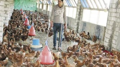 ظهور بؤرة لمرض إنفلونزا الطيور في الشرقية