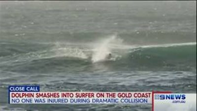 بالفيديو والصور.. دولفين يسقط أعلى متزلج