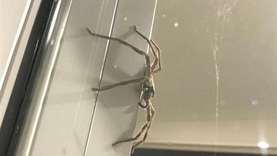 بالفيديو والصور.. عنكبوت ضخم يقتحم مطبخا