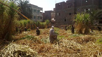 «منتجو القصب»: استمرار أزمة نقص السكر بسبب زراعة الموز