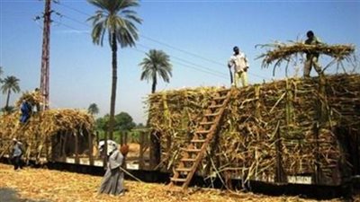 «منتجي القصب»: تحديث مصانع السكر يرفع الإنتاج 5%