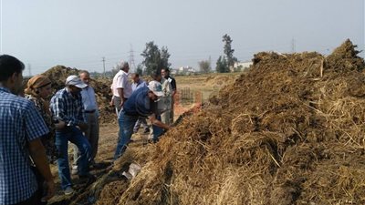 بالصور.. قيادات البيئة تحرر محاضر حرق قش الأرز بالدقهلية