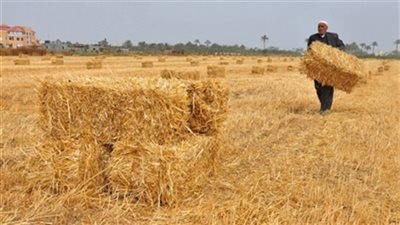 البرلمان يطالب بتنفيذ توصيات «تقصي الحقائق» بموسم القمح الجديد.. لجنة الزراعة تشارك في اجتماعات الحكومة حول ضوابط توريد المحصول.. التأكيد على «التموين» بتنفيذ تقرير اللجنة.. ودعم ا