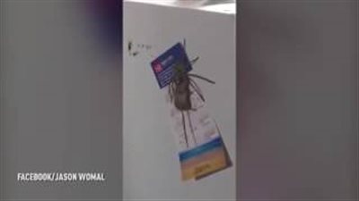 بالفيديو.. لقطات غريبة لعنكبوت ضخم يأكل فأرا