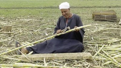 «التموين» تبدأ صرف مستحقات موردي قصب السكر اليوم