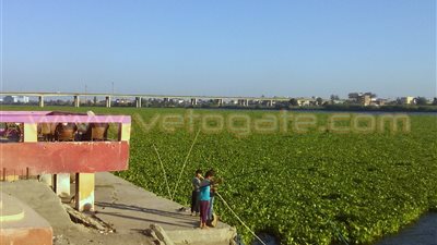 بالصور.. ورد النيل يغطي مساحات شاسعة من مياه فرع رشيد بكفر الشيخ