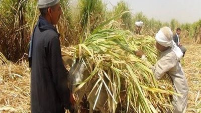 مسئول تمويني: ربط سعر القمح المحلي بالعالمي يربك موسم التوريد