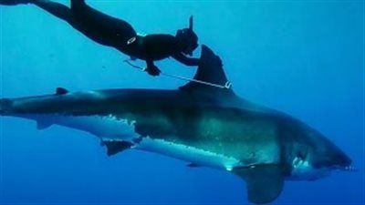 بالفيديو.. أول فتاة تمتطي ظهر سمكة قرش في أعماق المحيط