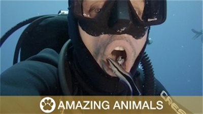 بالفيديو.. غواص يستعين بأسماك مدينة «دهب» لتنظيف أسنانه