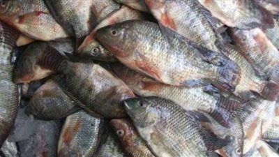 مباحث تموين السويس تضبط مدير جمعية استهلاكية لمخالفة تسعيرة السمك