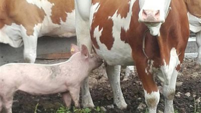 شاهد.. خنزير يرضع من بقرة يثير ضجة على الإنترنت