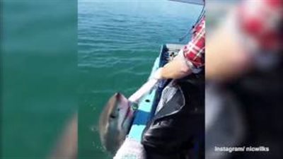 بالفيديو والصور.. صياد يواجه سمكة قرش لإنقاذ شباكه