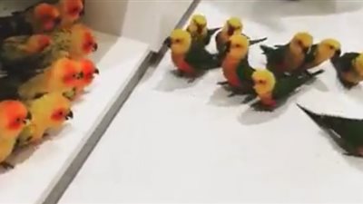 بالفيديو.. مشاجرة عنيفة بين مجموعة عصافير