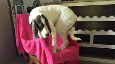 بالصور.. أبسط الأشياء التي تثير رعب الكلاب