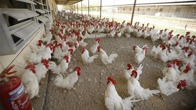 استقرار أسعار الدواجن اليوم.. والبلدي بـ35 جنيها في الجيزة