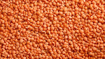 العدس يسجل 12.5 جنيها للكيلو بالوادي الجديد