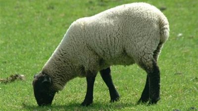 «كلاكيت تاني مرة».. «حماية المستهلك» يحذر من شراء الخروف «أبو كرش»