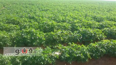 بالصور.. بدء حصاد محصول بنجر السكر في الفرافرة